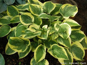 Funkia (Hosta) Wide Brim sadzonka zdjęcie 2